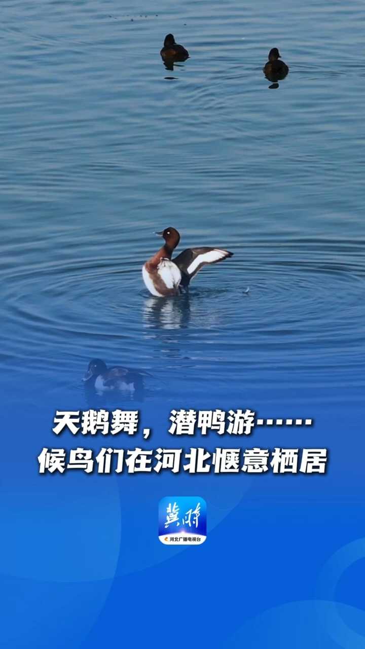 鸟儿的翅膀会说话丨天鹅舞，潜鸭游……候鸟们在河北惬意栖居