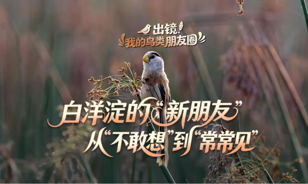 出镜！我的鸟类朋友圈丨白洋淀的“新朋友 ”，从 “不敢想” 到 “常常见”