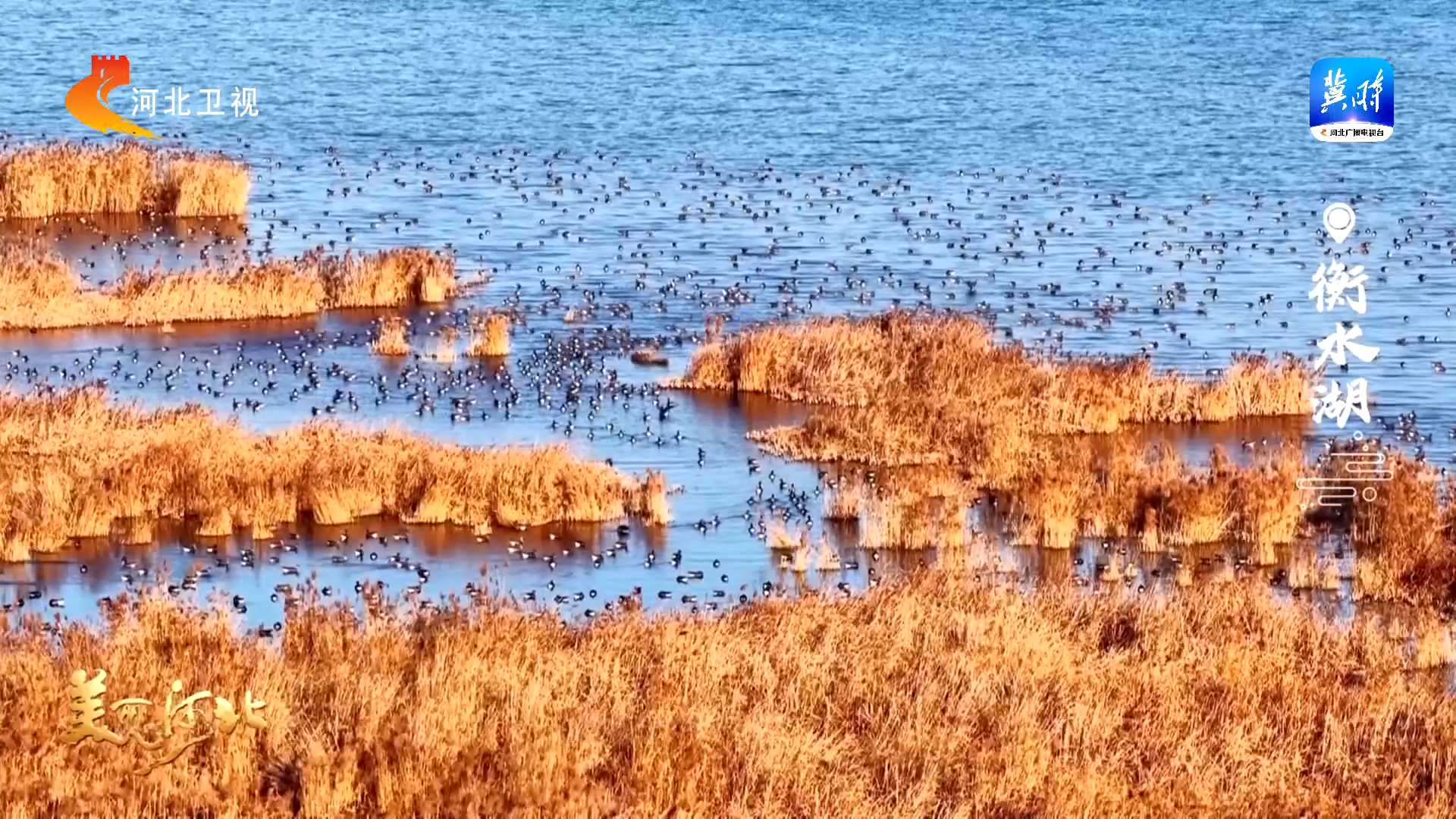 这么近，那么美，周末到河北丨红果垂垂招雀至 候鸟翔集戏碧波
