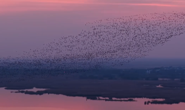 迁徙日记③：来衡水湖 看秋冬限定鸟浪