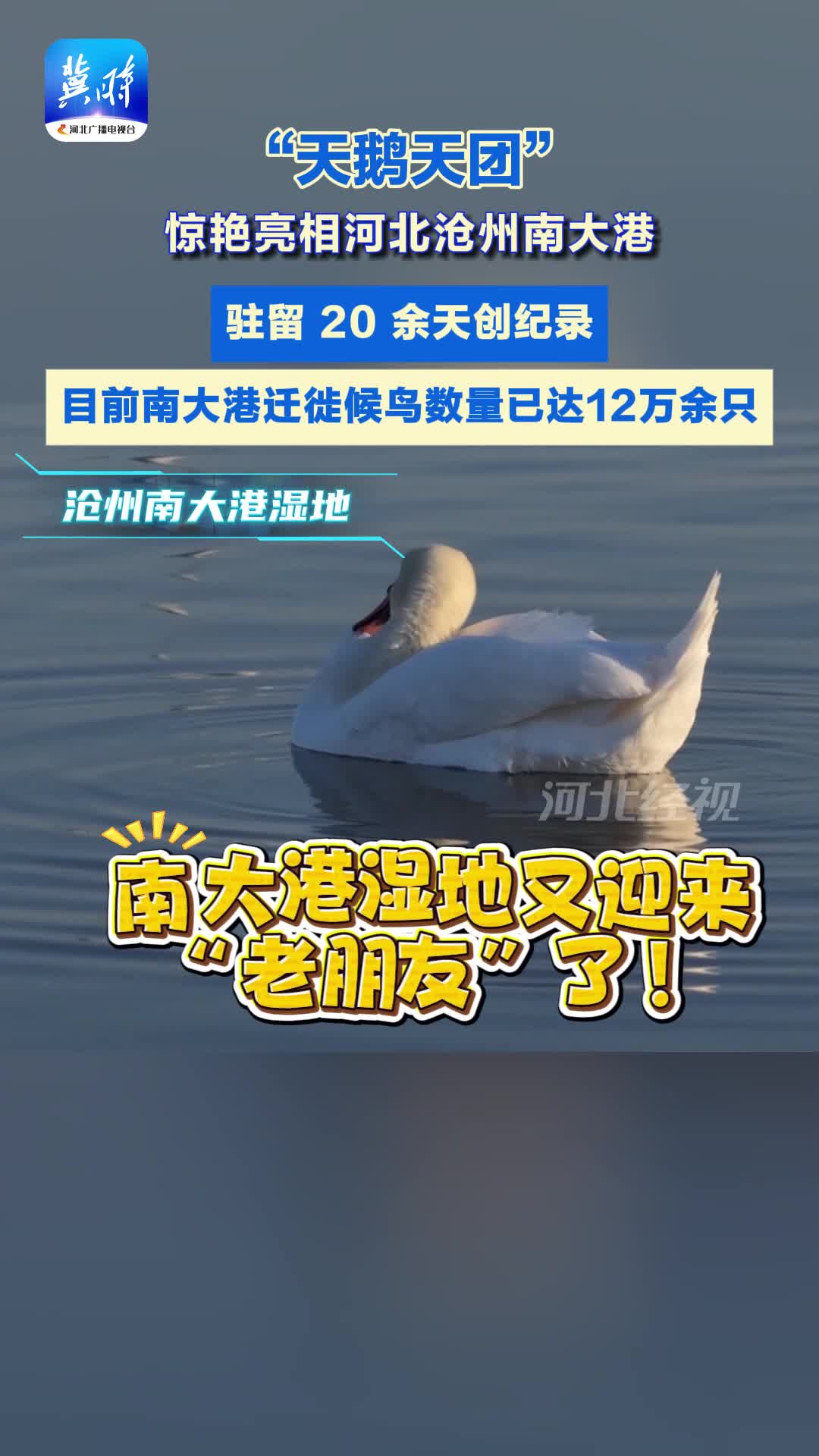 惊艳！“天鹅天团”再度光临#沧州南大港湿地，驻留时间创纪录！#候鸟#天鹅#鸟类天堂