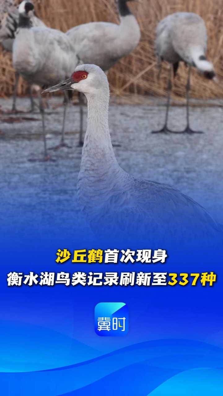 鸟儿的翅膀会说话丨沙丘鹤首次现身，衡水湖鸟类记录刷新至337种