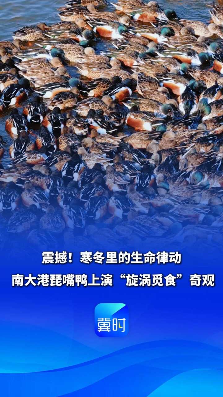鸟儿的翅膀会说话丨震撼！寒冬里的生命律动~南大港琵嘴鸭上演“旋涡觅食”奇观