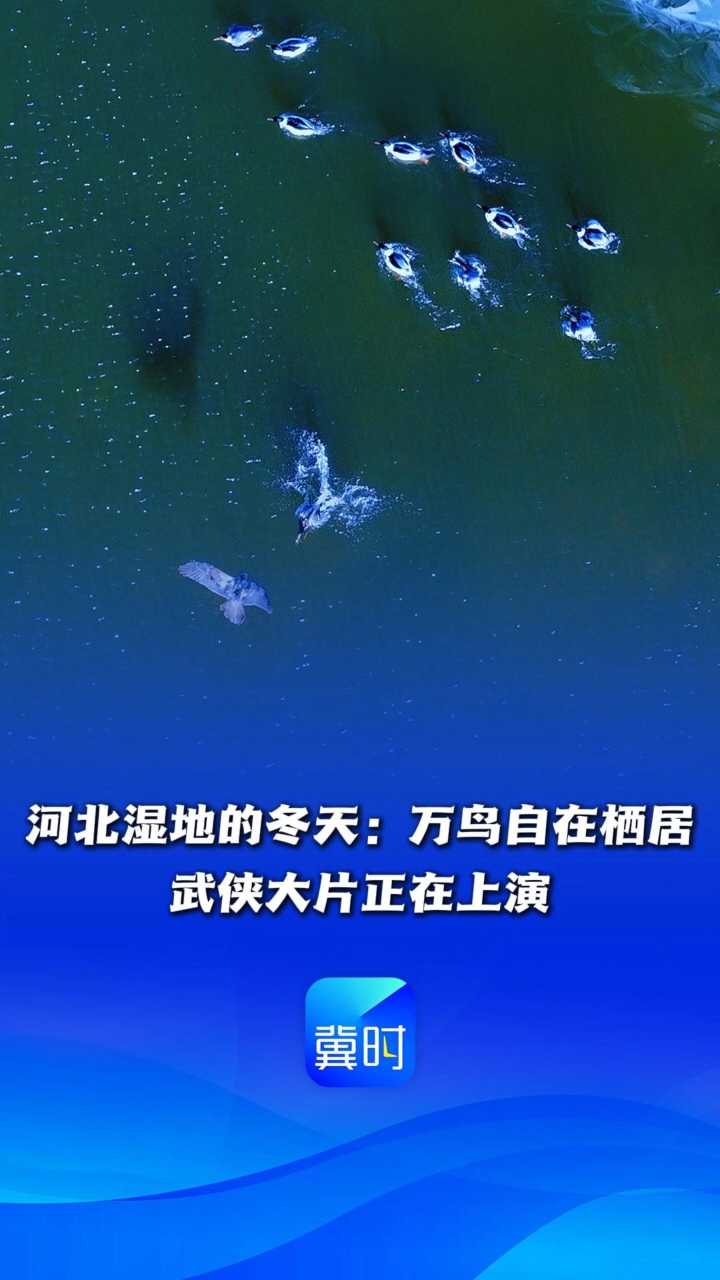 鸟儿的翅膀会说话丨河北湿地的冬天：万鸟自在栖居，武侠大片正在上演