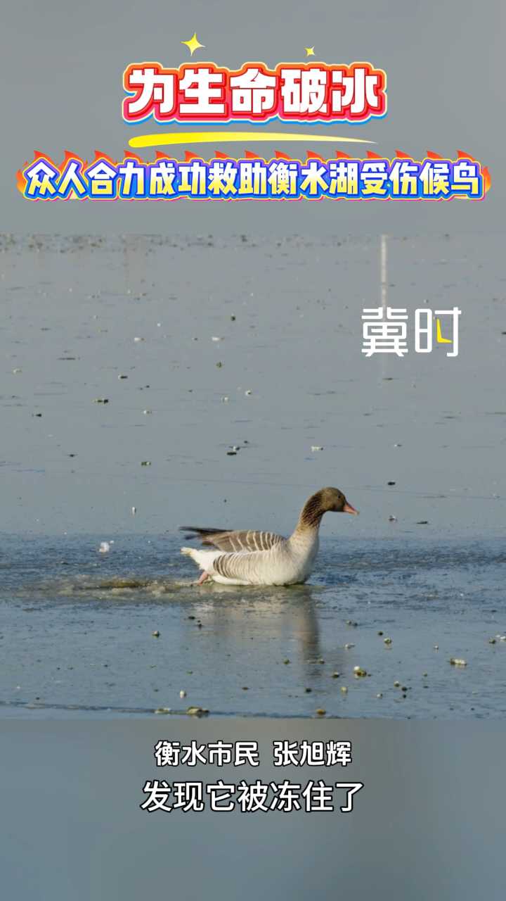 为生命破冰：众人合力成功救助衡水湖受伤候鸟