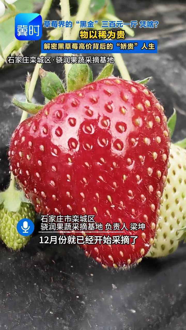 “草莓刺客”來(lái)襲：300元一斤的黑草莓，是“營(yíng)養(yǎng)王者”還是“顏值稅”？誰(shuí)在為天價(jià)草莓買單？#天價(jià)黑草莓 #黑珍珠草莓 #高端水果消費(fèi) #草莓挑選指南