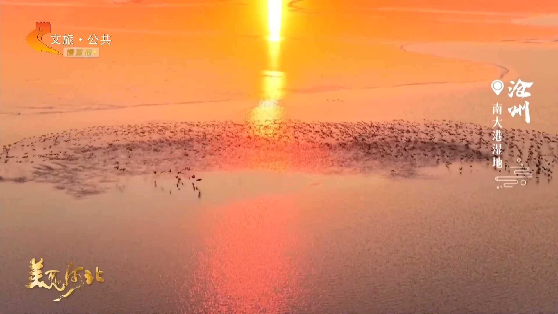 美丽河北见证官宋文峰作品欣赏丨南大港飞鸟成群逐暖颜！