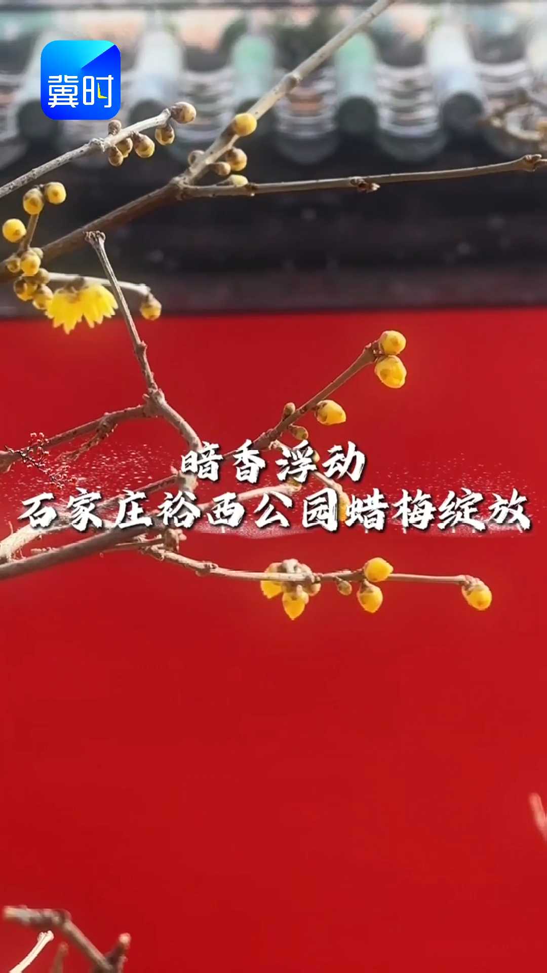 暗香浮动，石家庄裕西公园蜡梅绽放~~