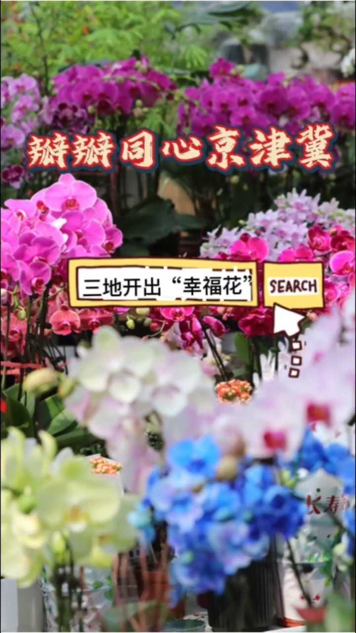 瓣瓣同心京津冀 | 一朵花，串起三地协同“美丽”样本