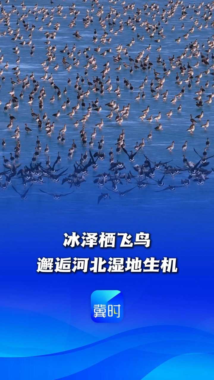 鸟儿的翅膀会说话丨冰泽栖飞羽，邂逅河北湿地生机