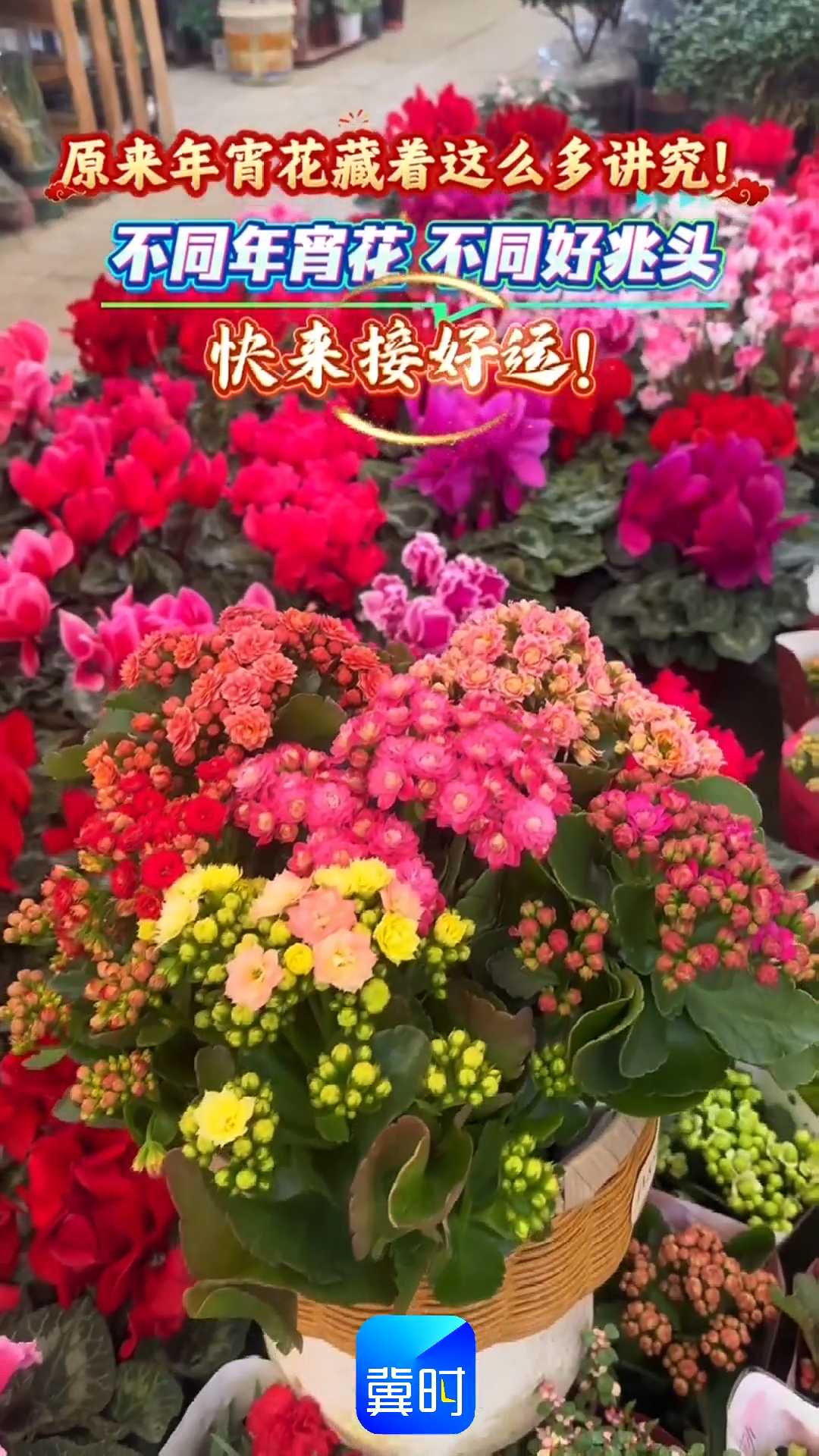 原来年宵花藏着这么多讲究！不同年宵花，不同好兆头，快来接好运！