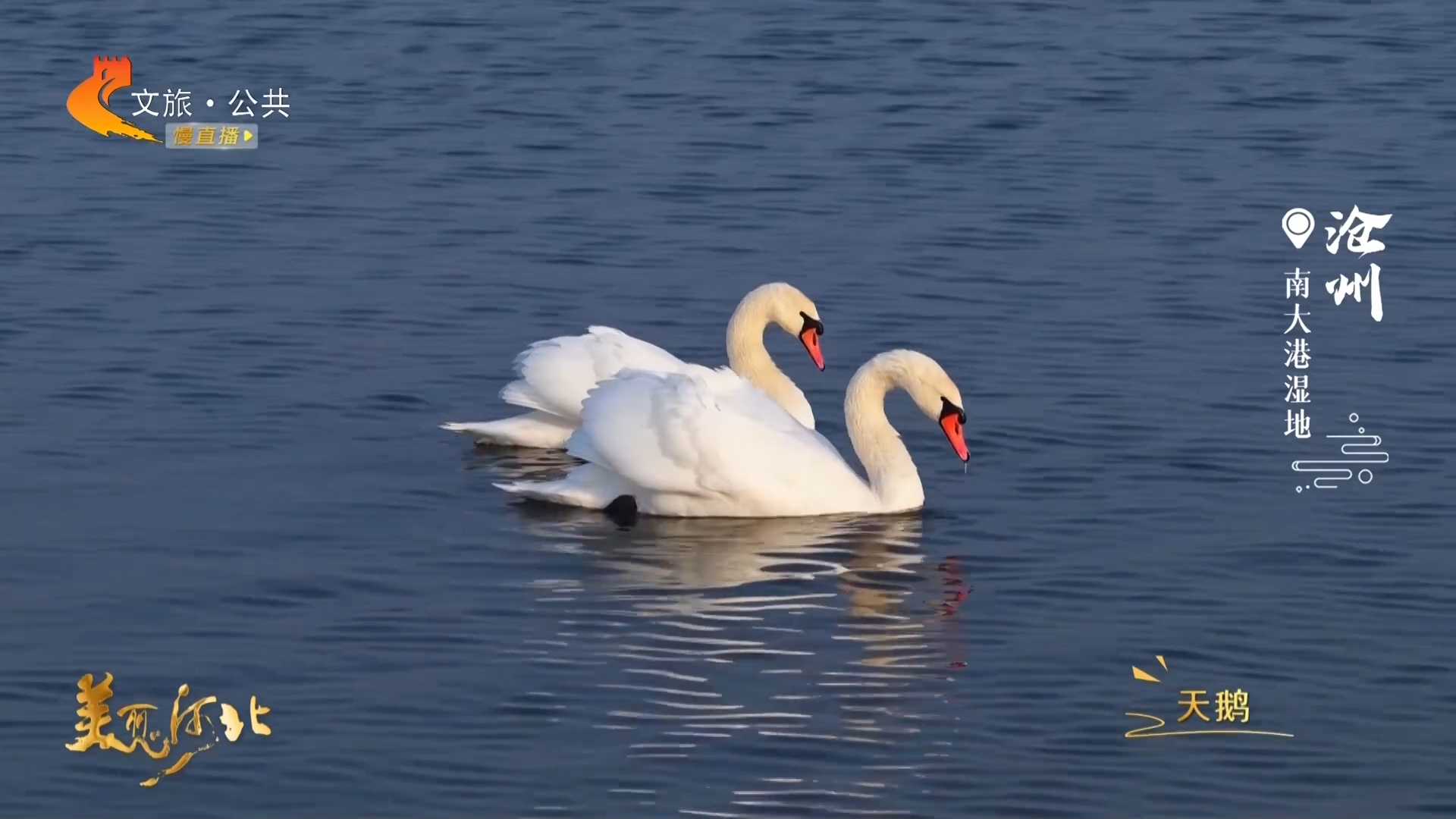 美丽河北见证官宋文峰作品欣赏丨南大港柔波里，白天鹅浪漫相依~