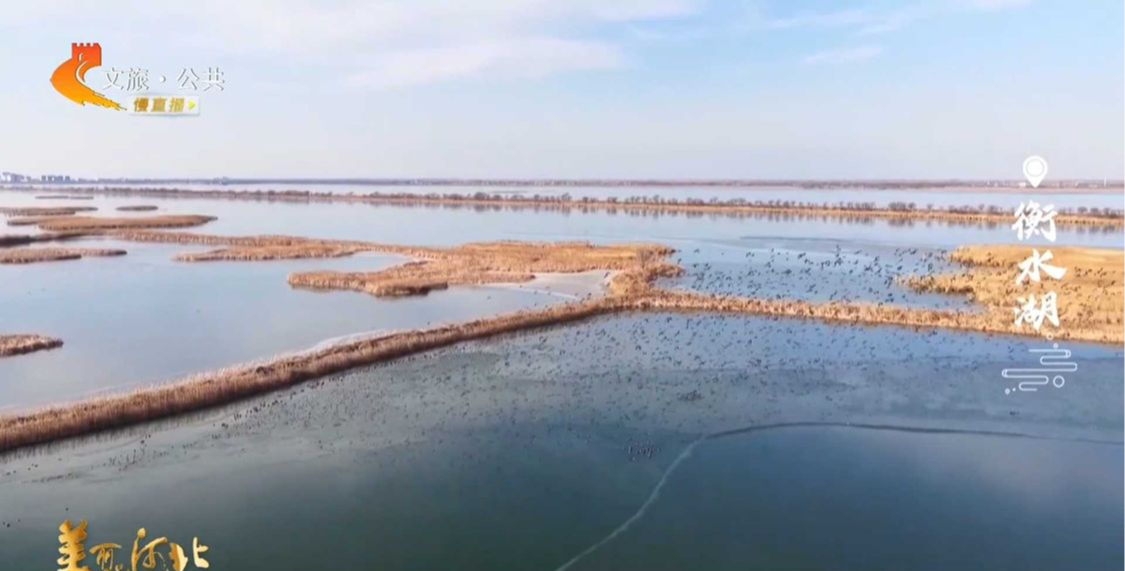 美丽河北见证官周津作品欣赏丨春日衡水湖，水波温柔，万鸟翩跹