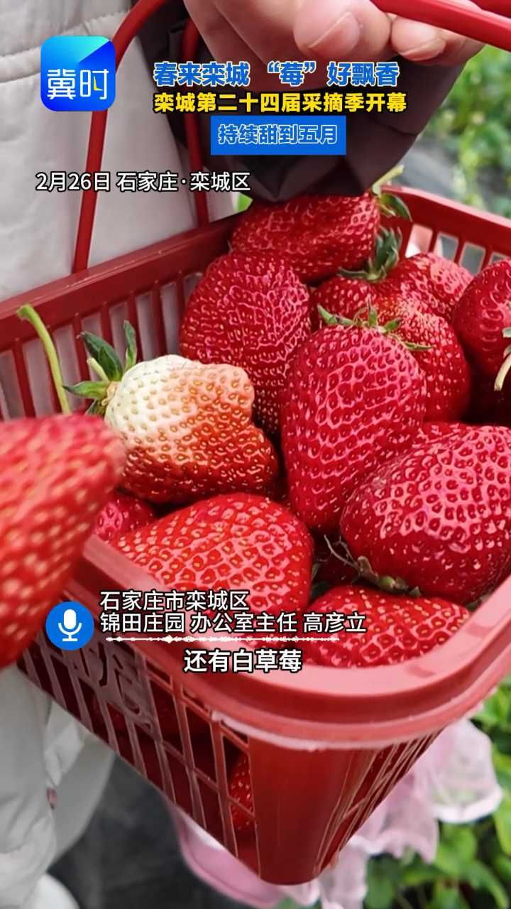 栾城草莓采摘季今日甜蜜“上线”，邀你赴一场春日“莓”好之约 #栾城草莓采摘季 #周末去哪儿 #石家庄周边游 #石家庄文旅