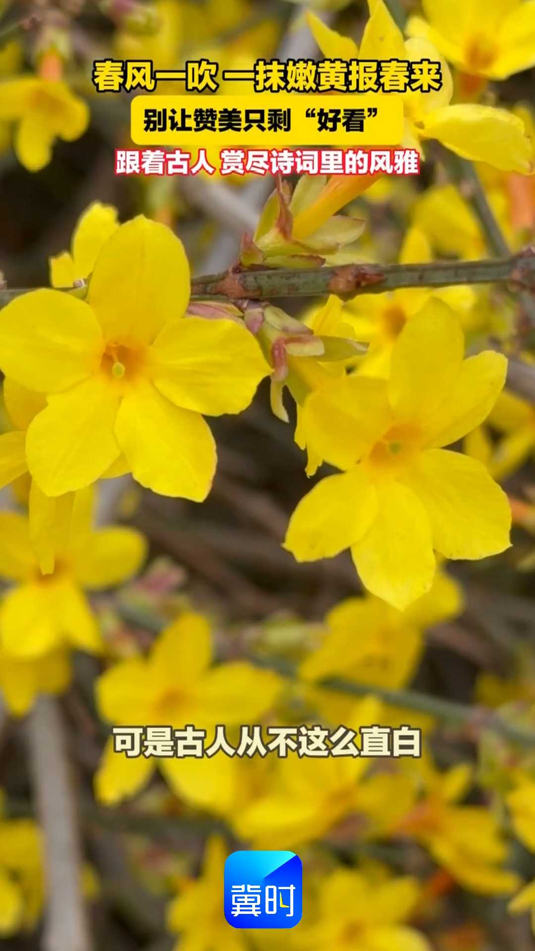 春风一吹，一抹嫩黄报春来！别让赞美只剩“好看”，跟着古人，赏尽诗词里的风雅~~