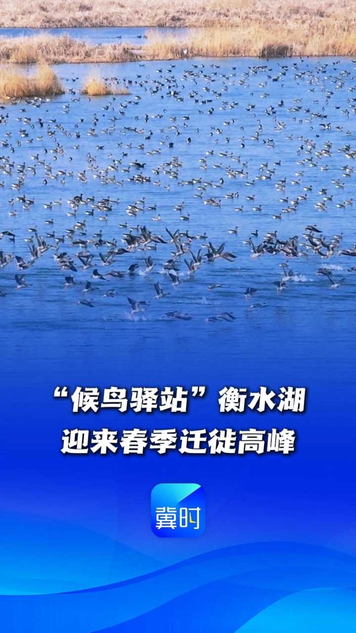 鸟儿的翅膀会说话丨“候鸟驿站”衡水湖迎来春季迁徙高峰