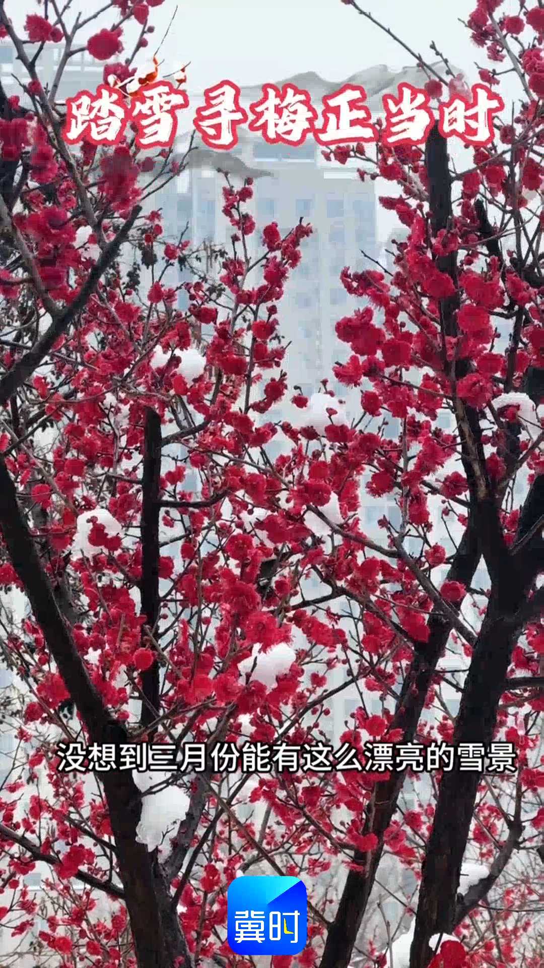 踏雪寻梅正当时——石家庄花卉园