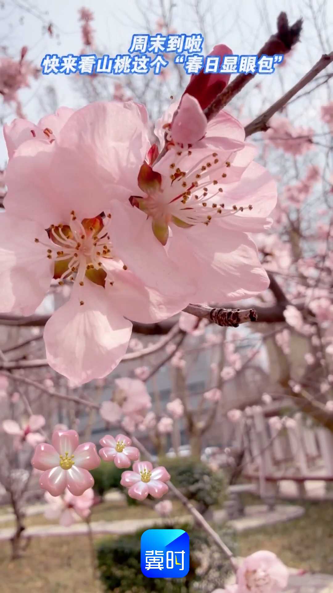 周末到啦！快来看山桃这个“春日显眼包”~~