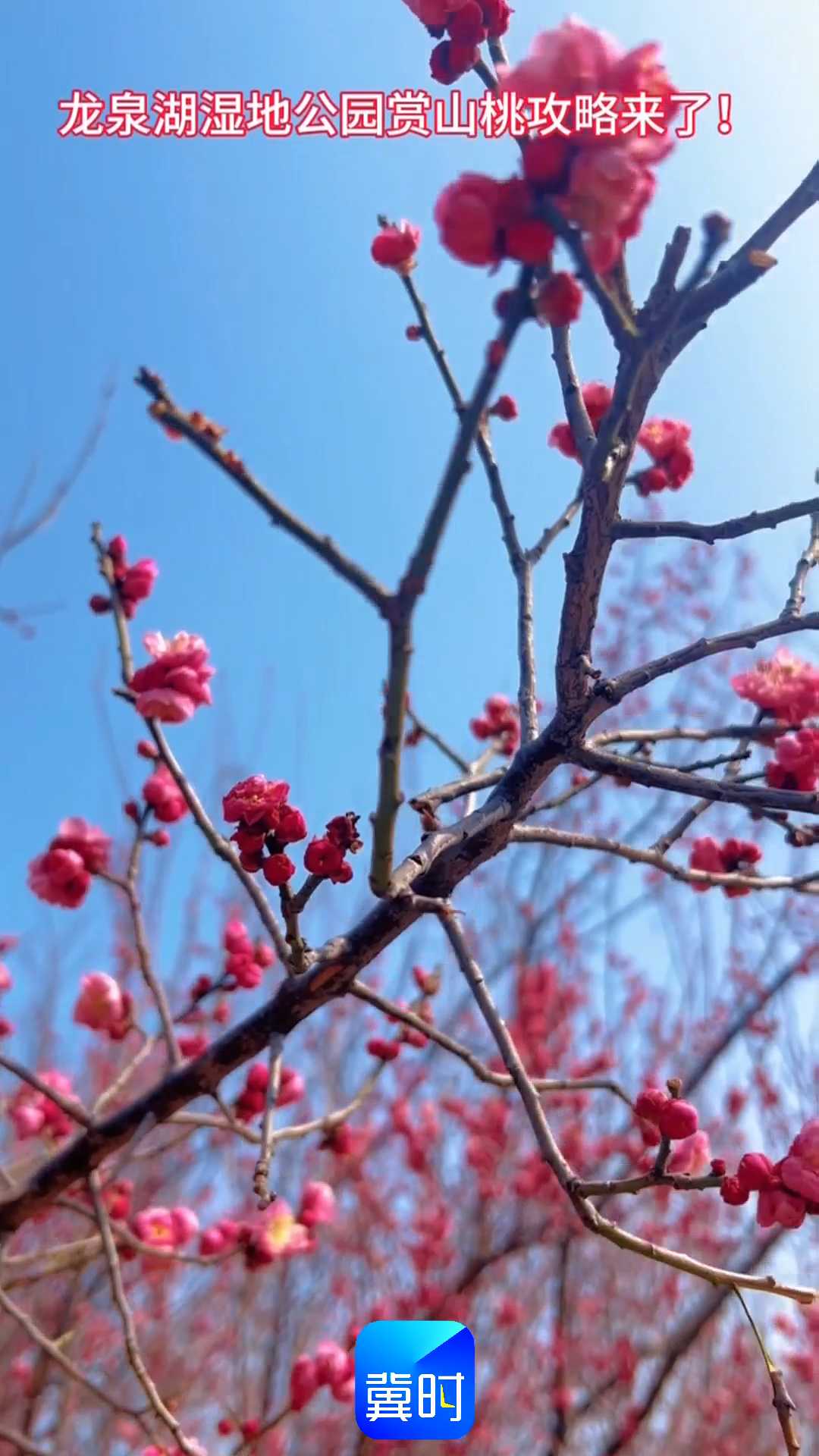 石家庄龙泉湖湿地公园赏山桃攻略来了！