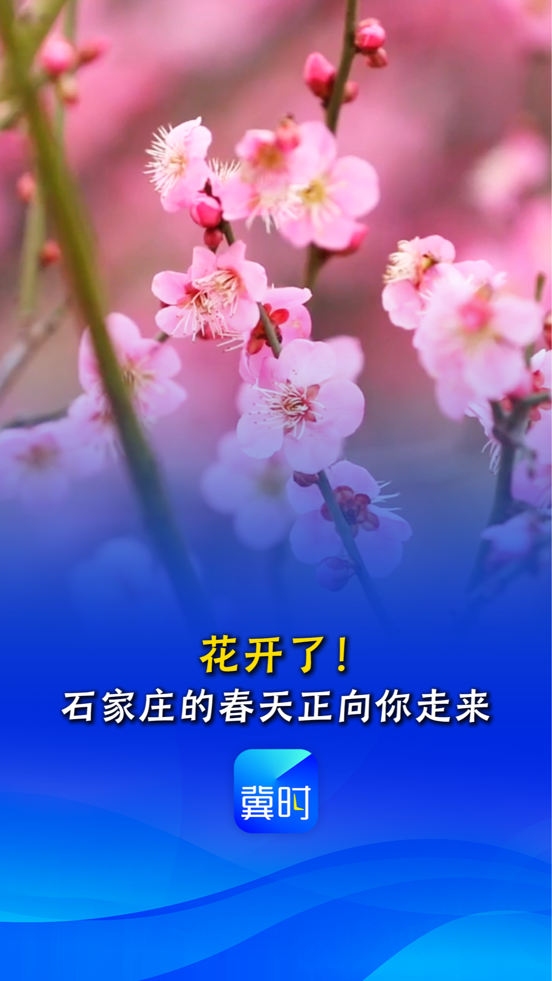花开了！石家庄的春天正向你走来丨这么近，那么美，周末到河北