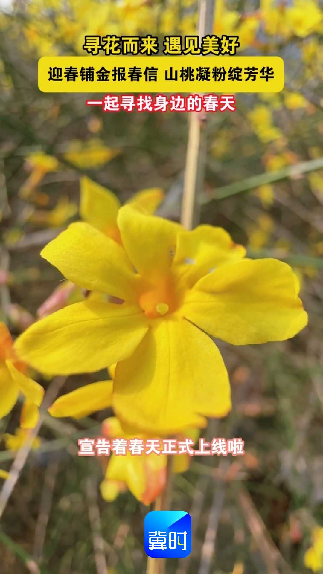 寻花而来 遇见美好｜迎春铺金报春信，山桃凝粉绽芳华，一起寻找身边的春天~~