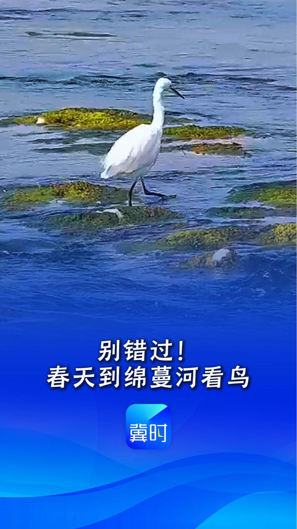 鸟儿的翅膀会说话丨别错过！春天到绵蔓河看鸟