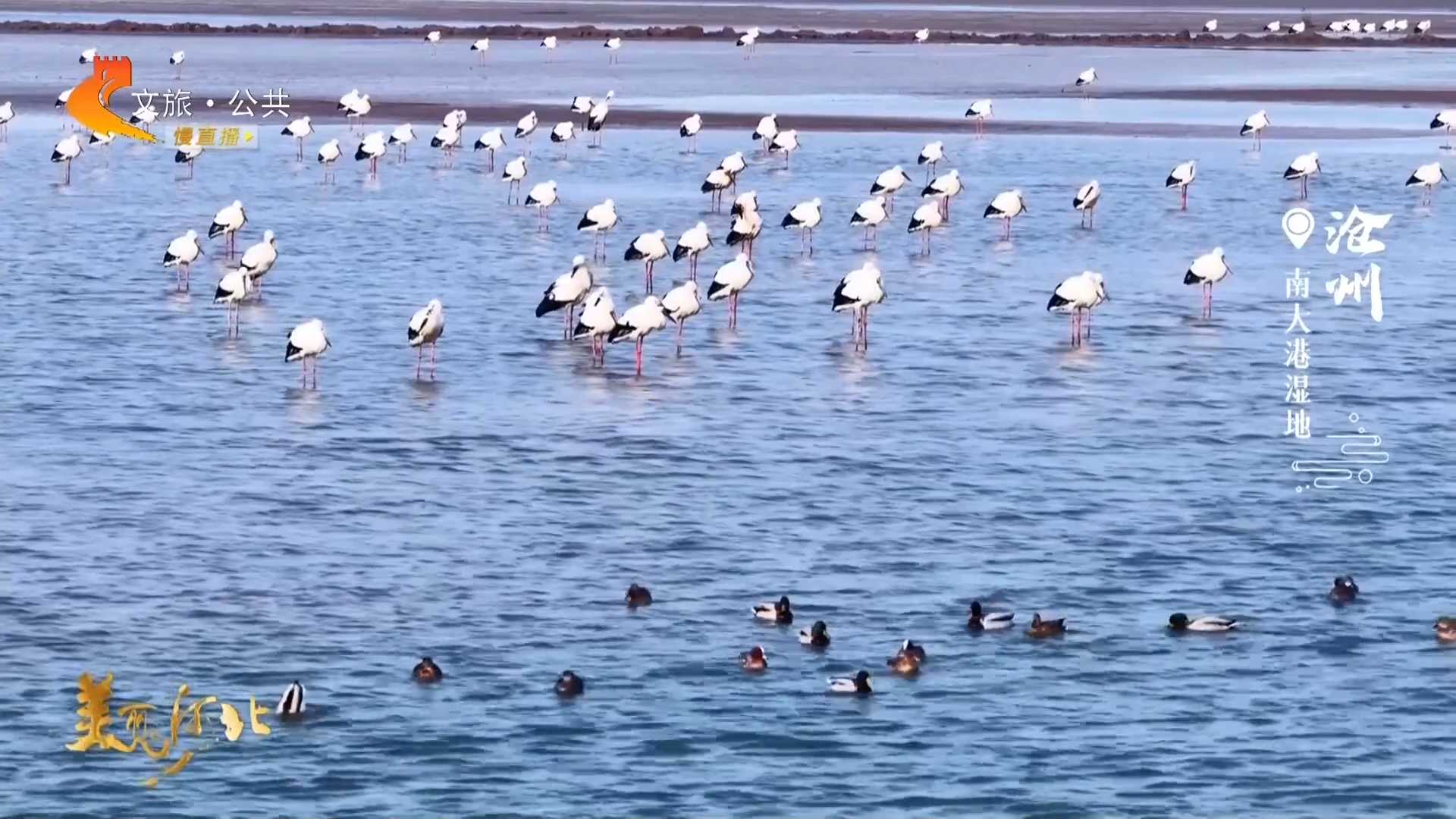 美丽河北见证官宋文峰作品欣赏丨南大港湿地珍鸟成群勾勒春日图景