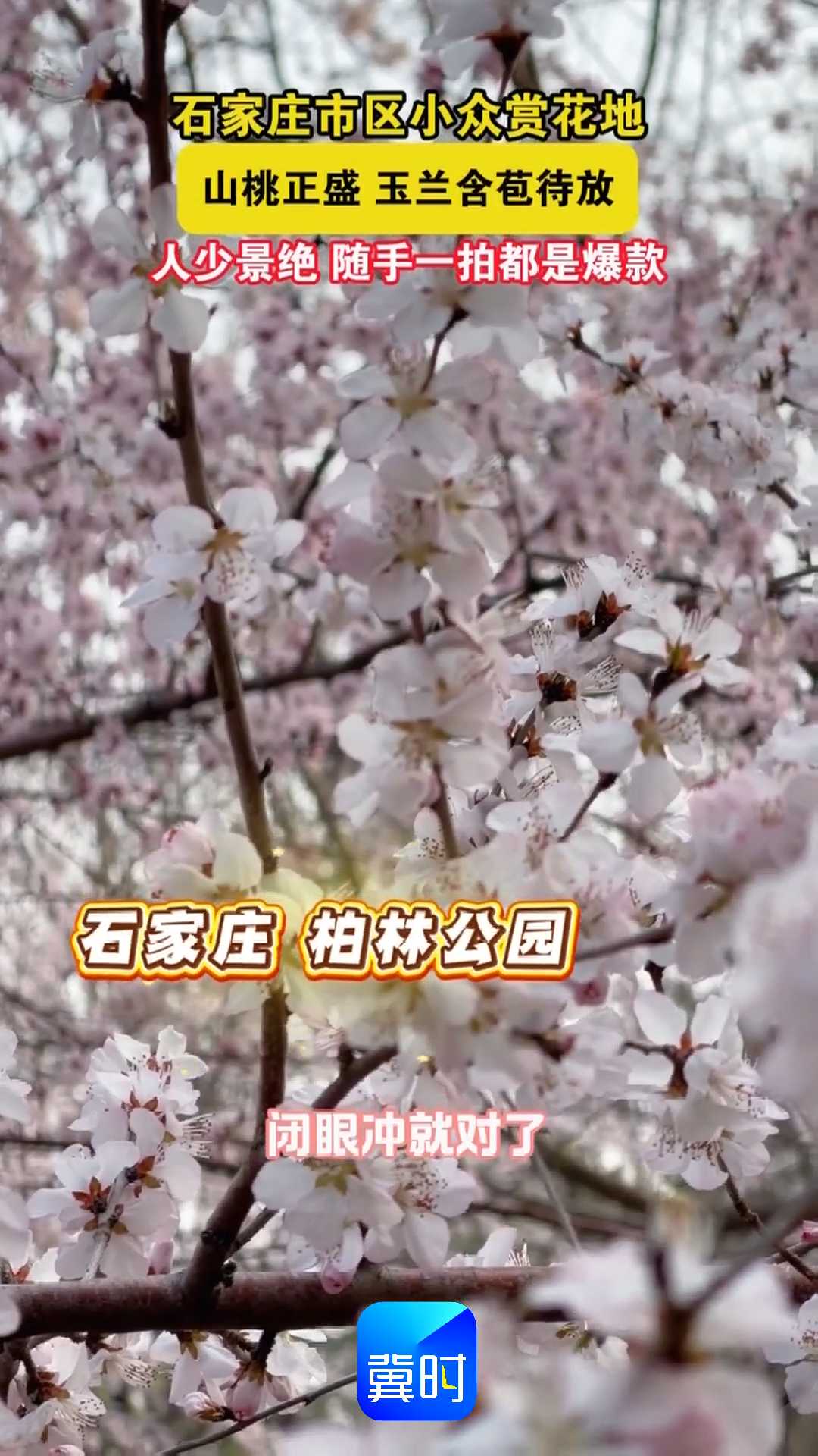 石家庄市区小众赏花地，山桃正盛 玉兰含苞待放，人少景绝 随手一拍都是爆款