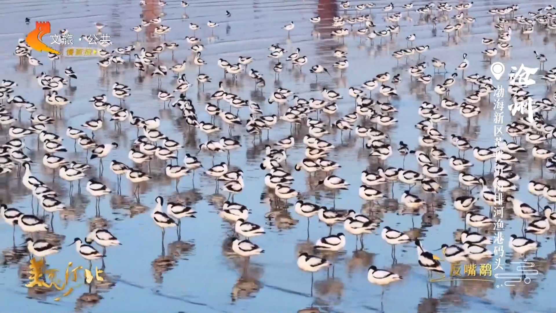 美丽河北见证官宋文峰作品欣赏丨南排河春暖百鸟归，碧水映朝晖