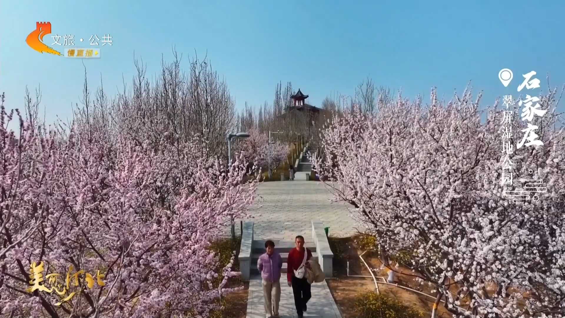 美丽河北见证官郭宪芳作品欣赏丨翠屏湿地公园繁花满径春满园！