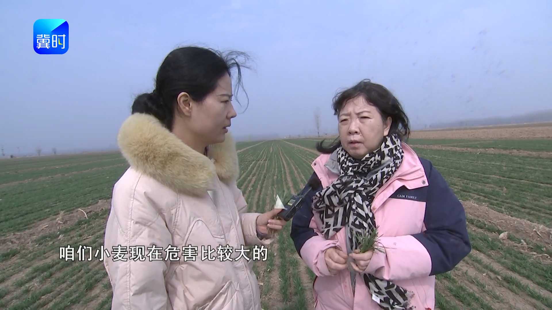 【专家在线】小麦返青期，是防治茎基腐病黄金窗口期，早防早控少减产！