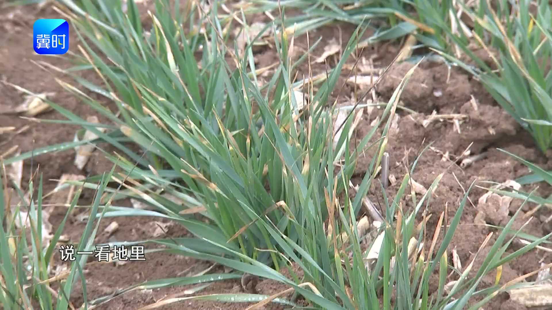 【专家在线】小麦春管别瞎忙！今年和往年的管理，到底差在哪？