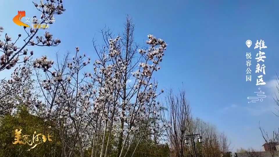 美丽河北慢直播丨漫步悦容公园，在亭台水榭间，邂逅都市里的诗意秘境 正午 2026/03/17#这么近，那么美，周末到河北