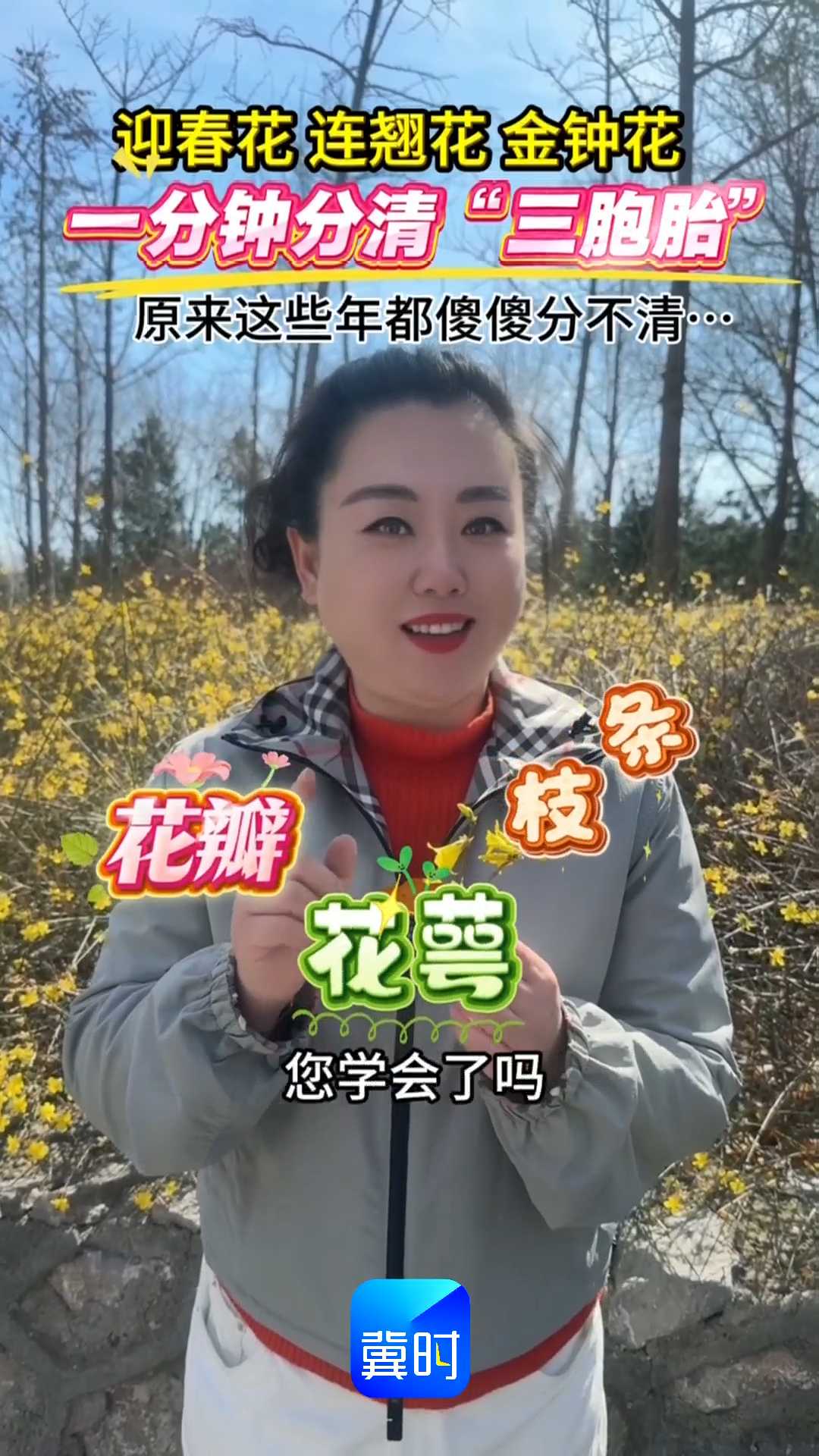 迎春花 连翘花 金钟花，一分钟分清“三胞胎”，原来这些年都傻傻分不清……