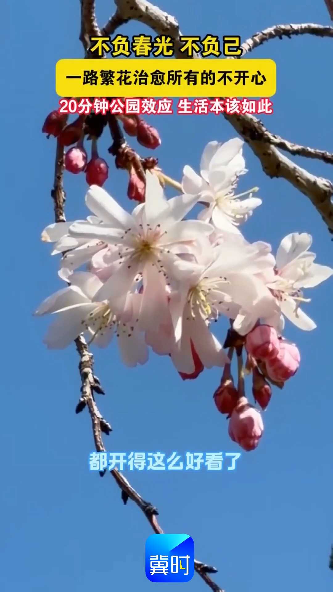 不负春光不负己｜一路繁花治愈所有的不开心，20分钟公园效应，生活本该如此