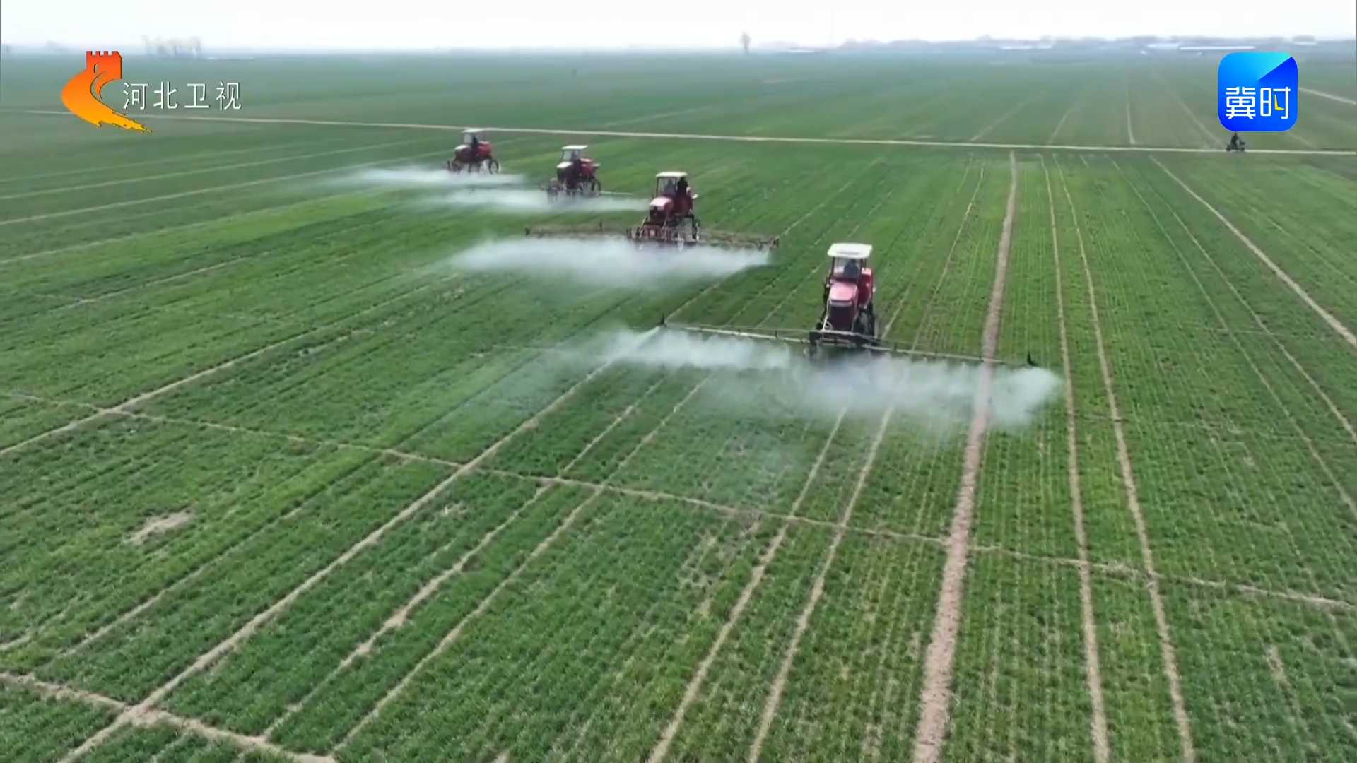 冀时全播报 | 河北：冬小麦返青关键期  3000多个植保服务组织护航春管