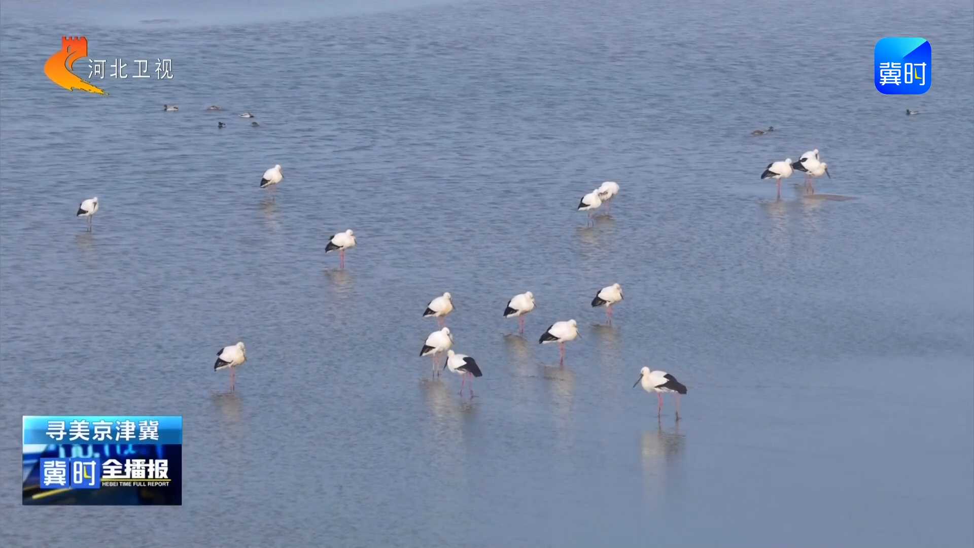 冀时全播报丨沧州南大港湿地：150余只东方白鹳集结 迎来春季迁徙高峰期