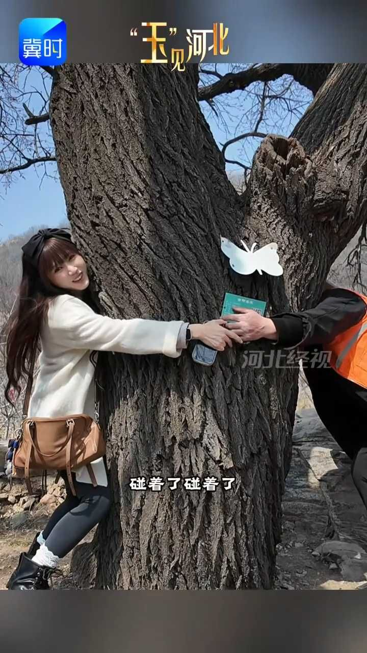 别问了！石家庄最美的杏花就藏在这儿！500多年的“古杏王”等你来#玉见河北 #赞皇杏花节 #2026春游石家庄 #古杏王