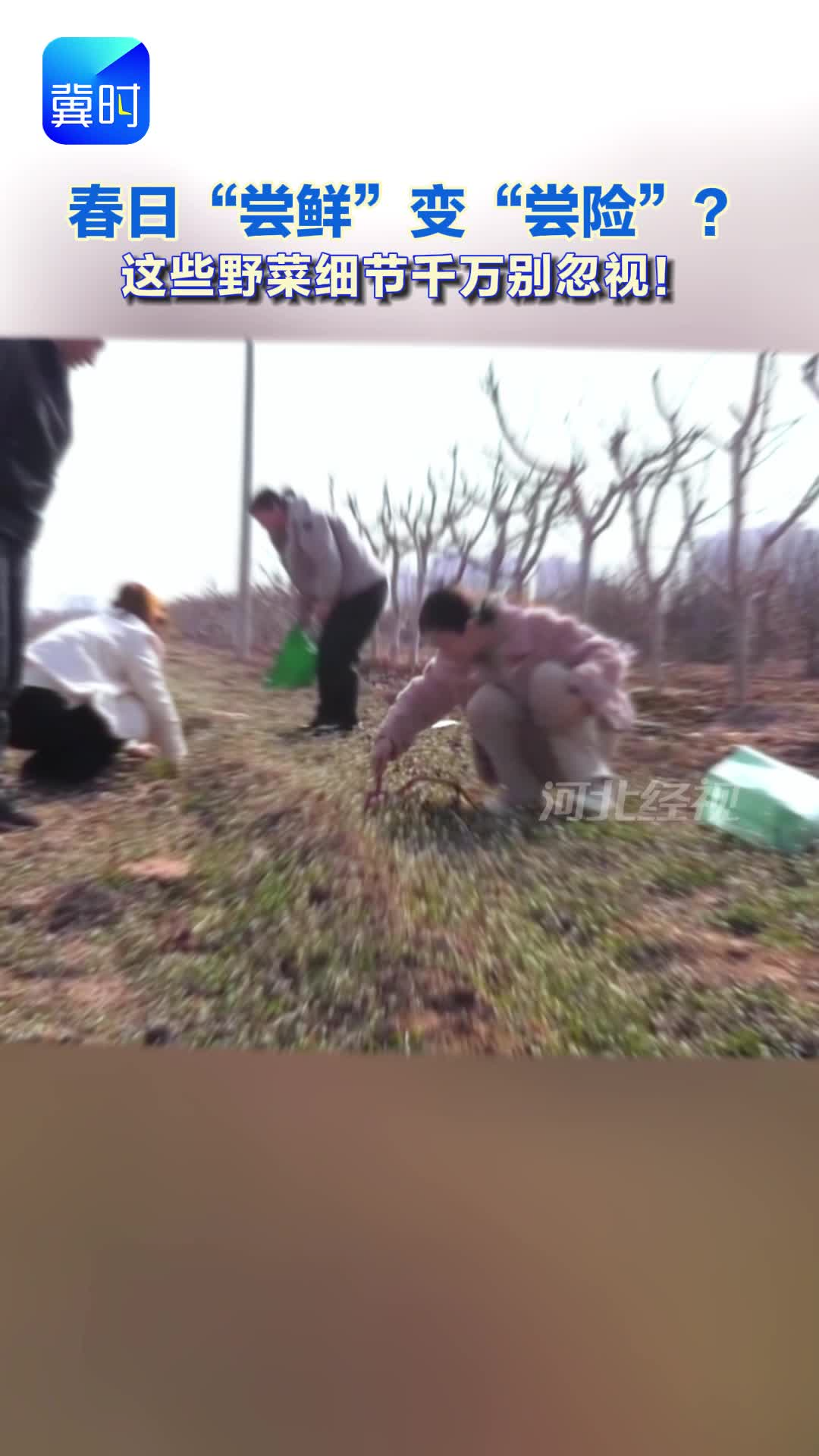 春日“尝鲜”变“尝险”？这些野菜细节千万别忽视！#春日“尝鲜”#挖野菜