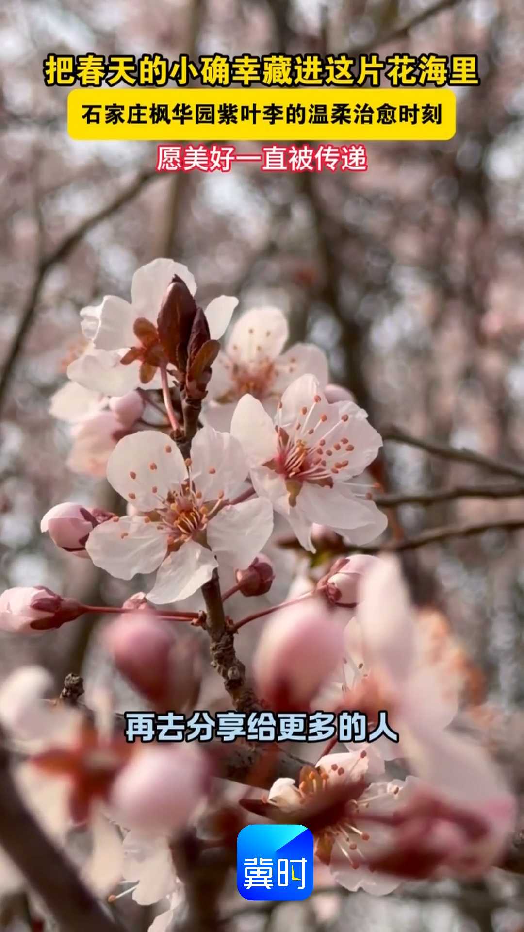 把春天的小确幸藏进这片花海里！石家庄枫华园紫叶李的温柔治愈时刻，愿美好一直被传递~~