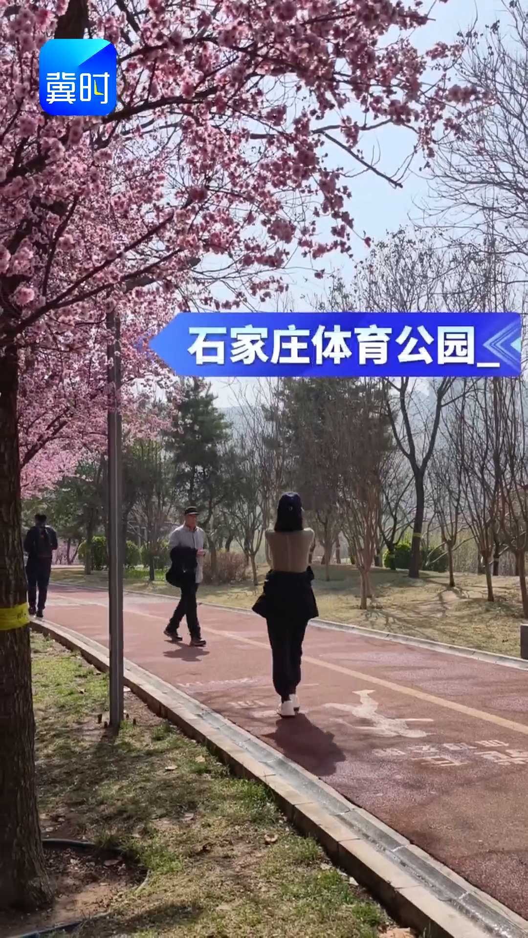 石家庄体育公园美人梅盛开，运动赏花两不误！