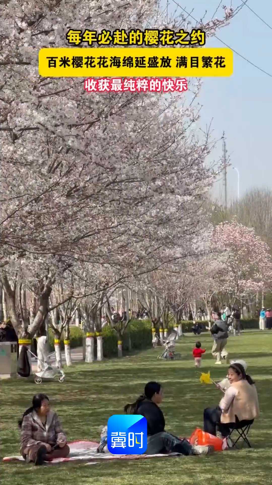 每年必赴的樱花之约！石家庄市石津灌渠文化公园百米樱花花海绵延盛放，满目繁花，收获最纯粹的快乐