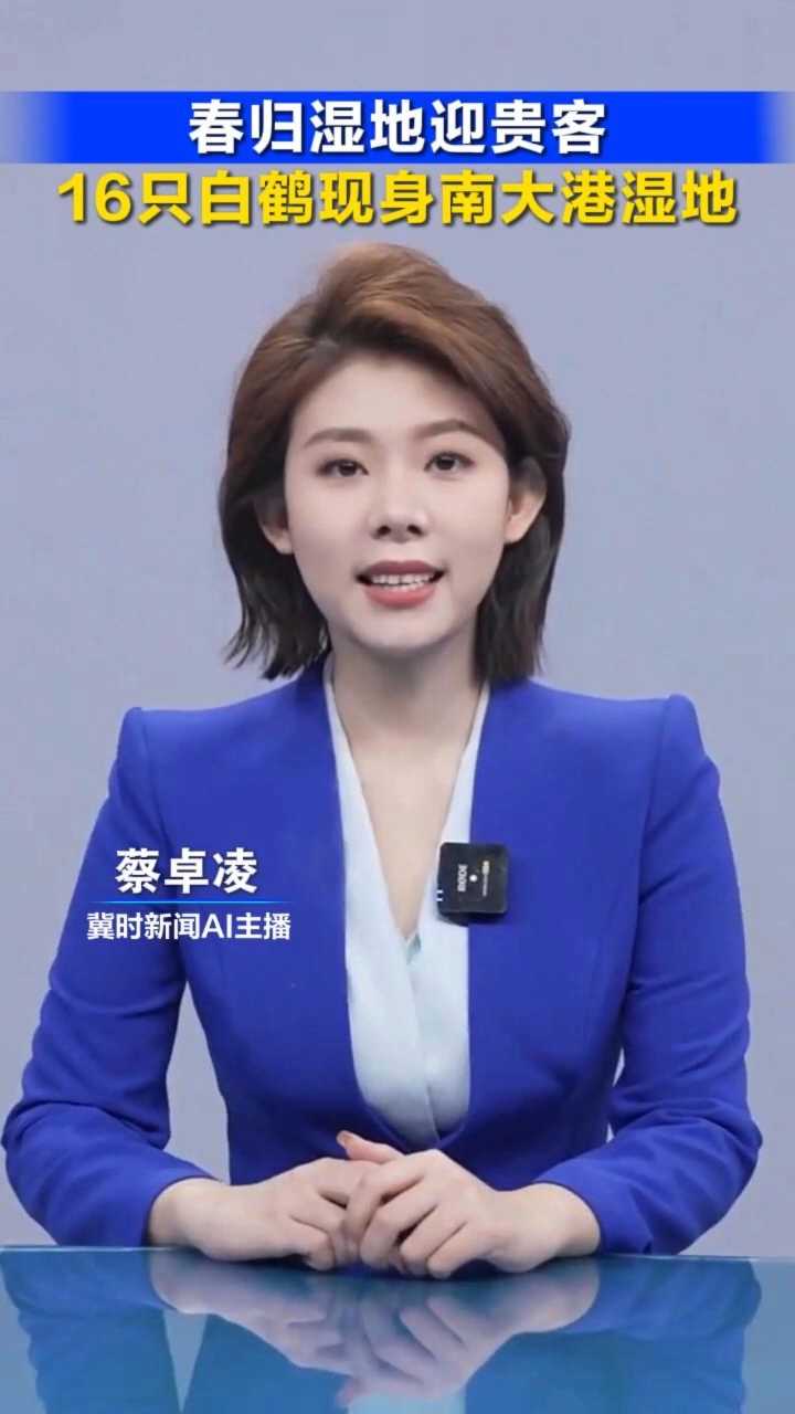 春归湿地迎贵客！16 只白鹤现身南大港湿地丨冀时新闻主播说（视频拍摄：美丽河北见证官宋文峰）