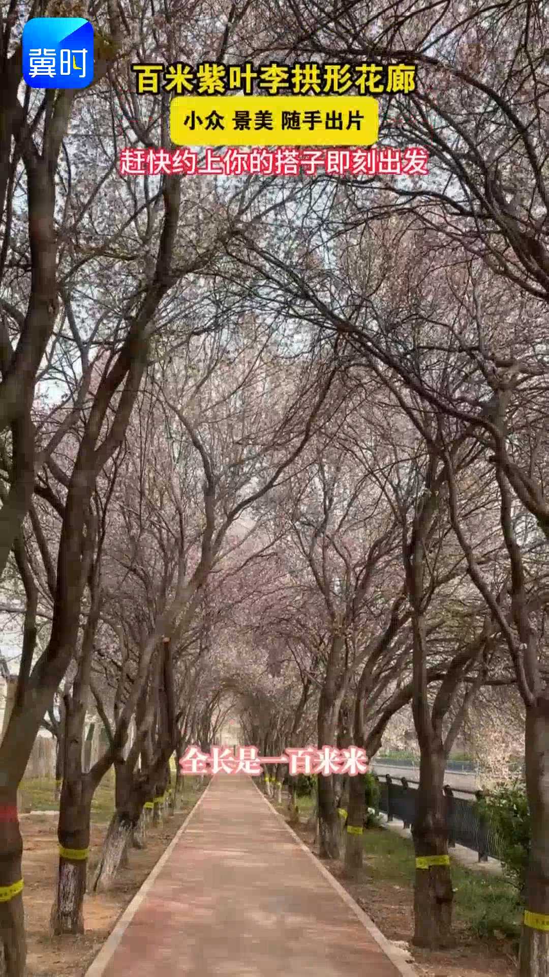 百米紫叶李拱形花廊，小众景美随手出片，赶快约上你的搭子即刻出发