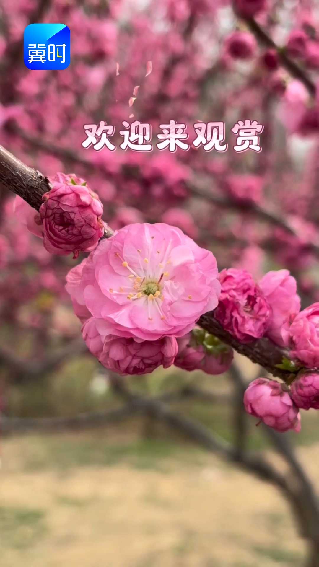 石家庄长安公园春景园：打包一整个春天送给你