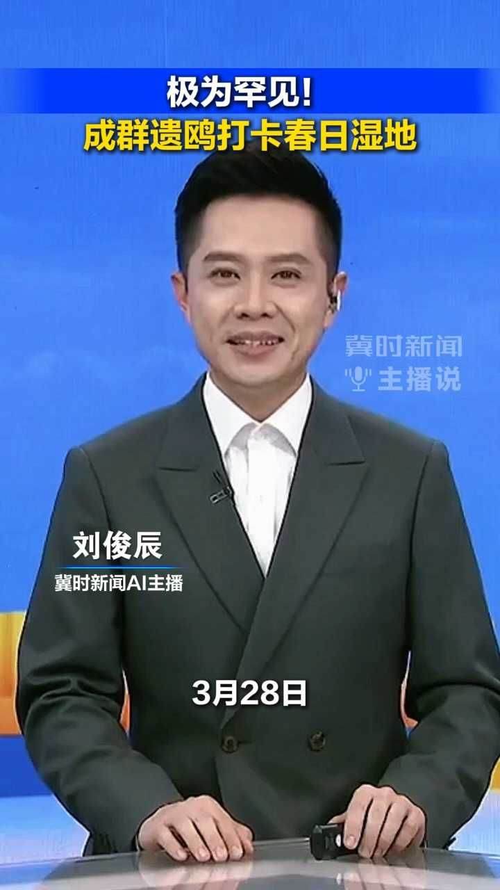 极为罕见！成群遗鸥打卡春日湿地丨冀时新闻主播说（视频拍摄：美丽河北见证官 秋泓）