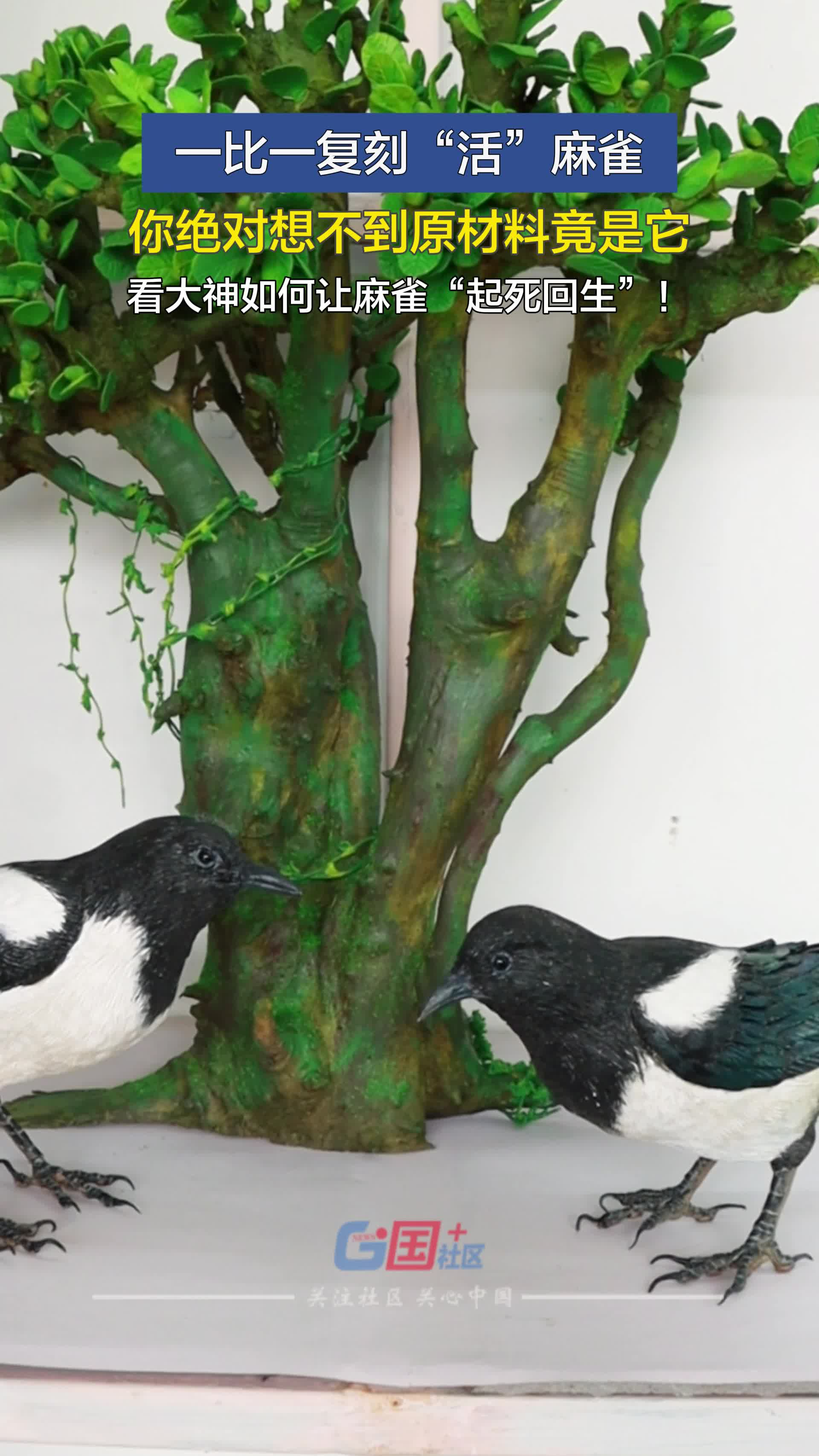 一比一复刻“活”麻雀，你绝对想不到原材料竟是它，看大神如何让麻雀“起死回生”！（编辑：曙光）#原创采访#非遗