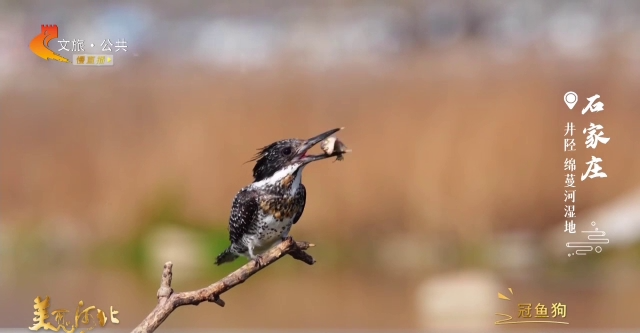 美丽河北见证官宋丽英作品欣赏丨走！去绵蔓河湿地看捕鱼高手冠鱼狗的吃播秀~