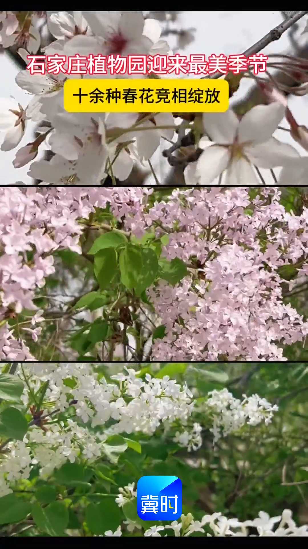 石家庄植物园迎来最美季节，十余种春花竞相绽放