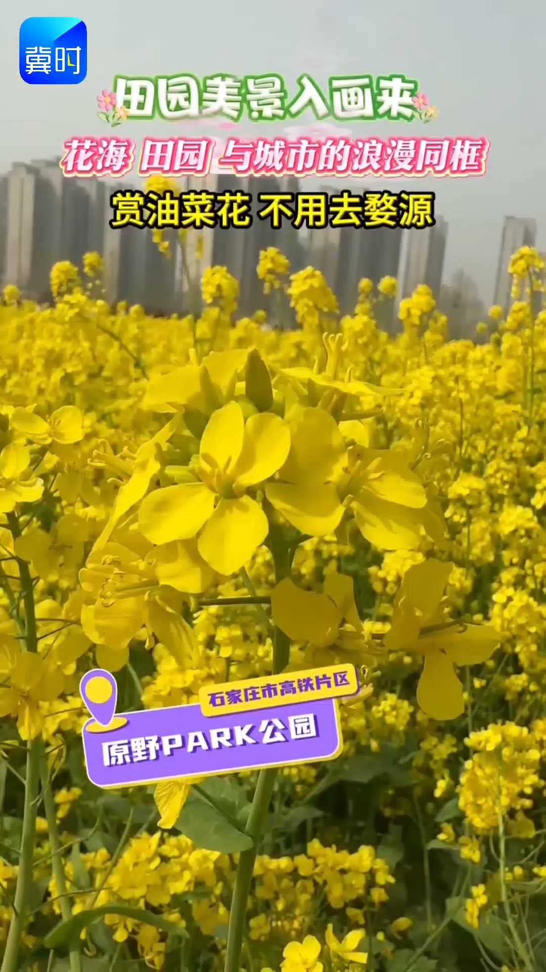 田园美景入画来，花海 田园 与城市的浪漫同框，赏油菜花 不用去婺源